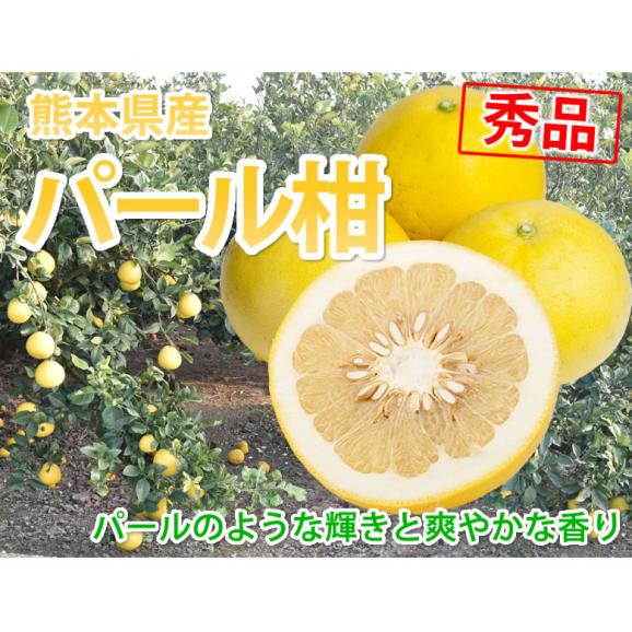 パール柑 文旦 みかん 送料無料 秀品 5kg M～2Lサイズ混合 熊本