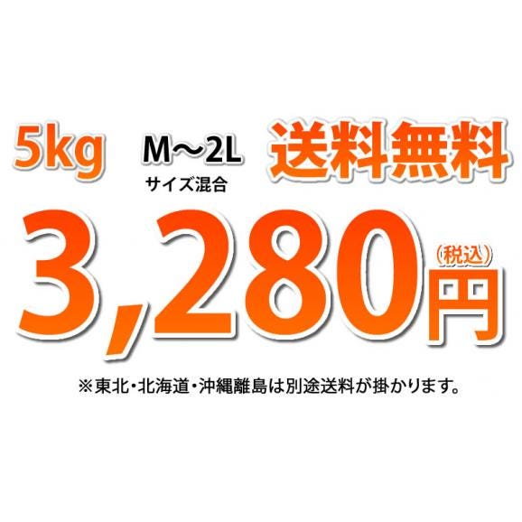 パール柑 文旦 みかん 送料無料 秀品 5kg M～2Lサイズ混合 熊本県産 グレープフルーツ 蜜柑03