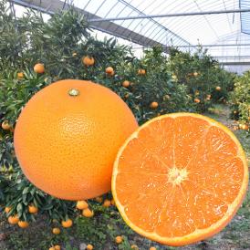 せとか みかん 送料無料 ハウス栽培 秀品 2kg 8～13玉 3箱購入で1箱おまけ  希少品種 熊本県産  蜜柑 清見 アンコール マーコット