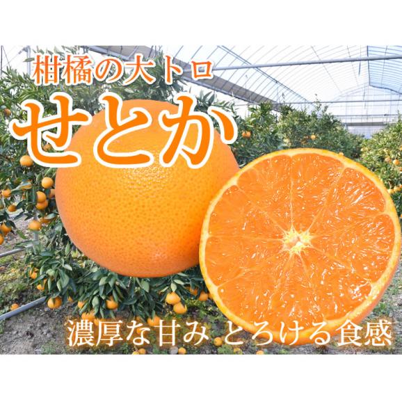 せとか みかん 送料無料 ハウス栽培 秀品 2kg 8~13玉 3箱購入で1箱おまけ 希少品種 熊本県産 蜜柑 清見 アンコール マーコット02