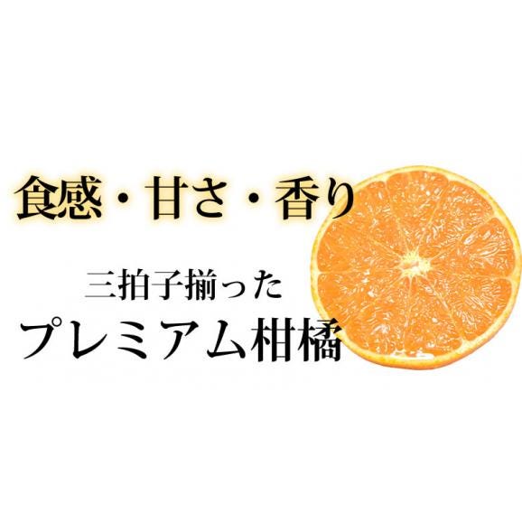せとか みかん 送料無料 ハウス栽培 秀品 2kg 8~13玉 3箱購入で1箱おまけ 希少品種 熊本県産 蜜柑 清見 アンコール マーコット03