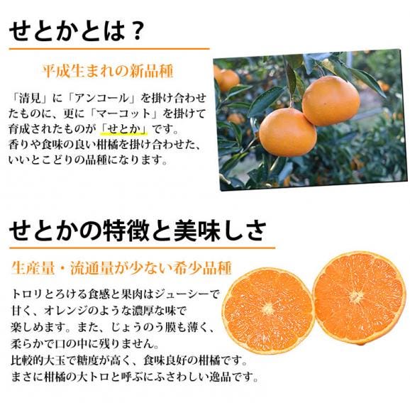 せとか みかん 送料無料 ハウス栽培 秀品 2kg 8~13玉 3箱購入で1箱おまけ 希少品種 熊本県産 蜜柑 清見 アンコール マーコット06