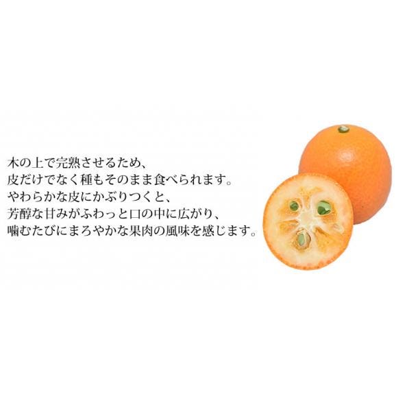 金柑 みかん 完熟フルーツきんかん 送料無料 1kg 2セット購入で1セットおまけ 熊本県産 フルーツ お取り寄せ ハウス栽培  柑橘03