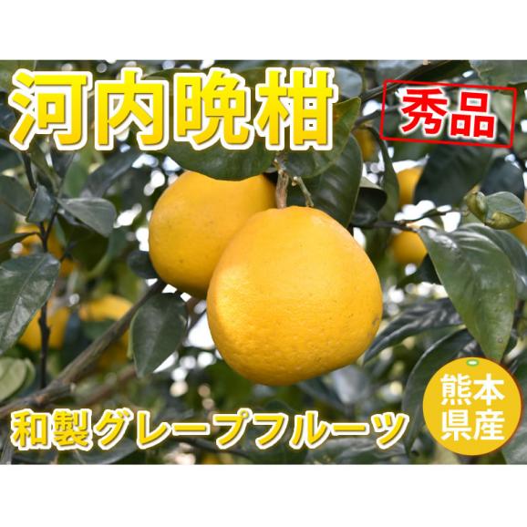 河内晩柑 みかん 送料無料 秀品 5kg M～2L 和製グレープフルーツ 熊本県産 ジューシーオレンジ 美生柑02