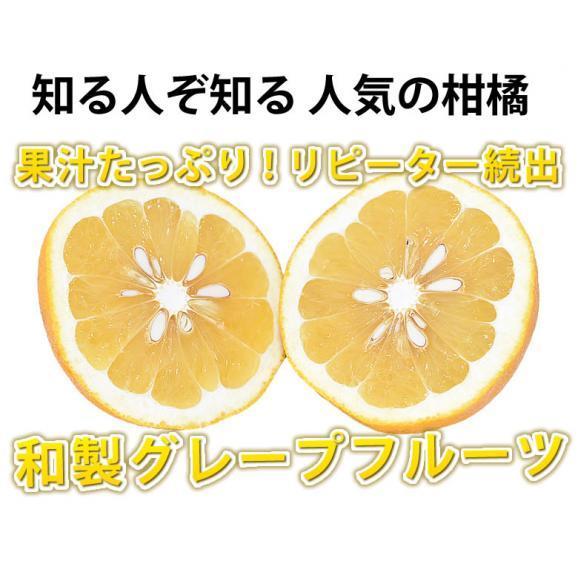 河内晩柑 みかん 送料無料 秀品 5kg M～2L 和製グレープフルーツ 熊本県産 ジューシーオレンジ 美生柑03