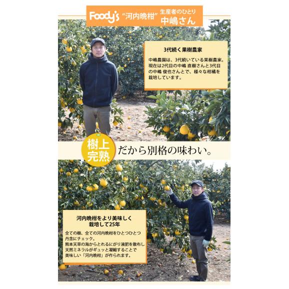 河内晩柑 みかん 送料無料 秀品 5kg M～2L 和製グレープフルーツ 熊本県産 ジューシーオレンジ 美生柑05
