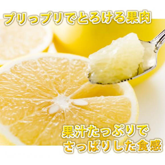 河内晩柑 みかん 送料無料 秀品 5kg M～2L 和製グレープフルーツ 熊本県産 ジューシーオレンジ 美生柑06
