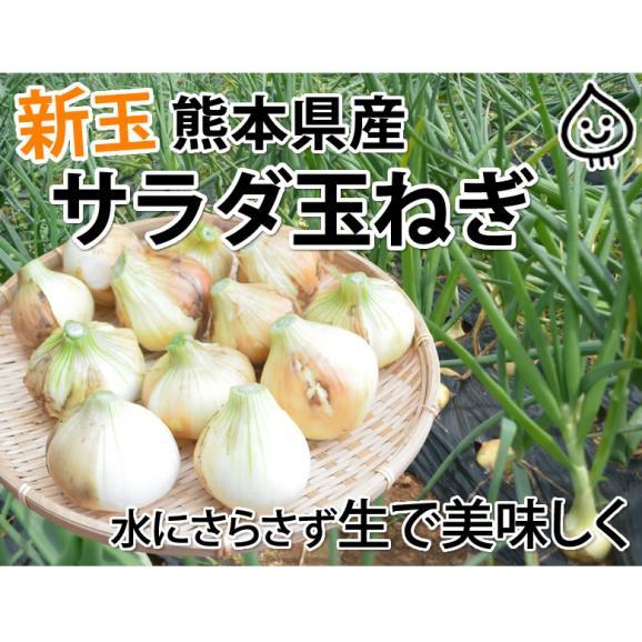玉ねぎ サラダ玉ねぎ 5kg 送料無料 新玉 S～L 熊本県産 玉葱 たまねぎ 野菜02