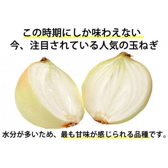 玉ねぎ サラダ玉ねぎ 5kg 送料無料 新玉 S～L 熊本県産 玉葱 たまねぎ 野菜03