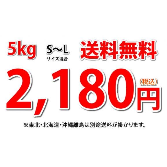 玉ねぎ サラダ玉ねぎ 5kg 送料無料 新玉 S～L 熊本県産 玉葱 たまねぎ 野菜04