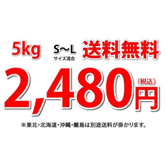 玉ねぎ サラダ玉ねぎ 5kg 送料無料 新玉 S~L 熊本県産 玉葱 たまねぎ 野菜04
