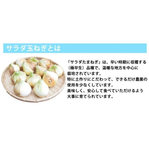 玉ねぎ サラダ玉ねぎ 5kg 送料無料 新玉 S～L 熊本県産 玉葱 たまねぎ 野菜05