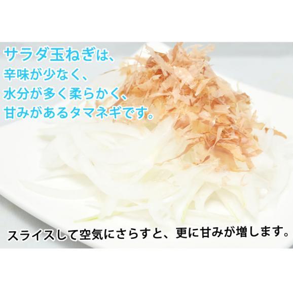 玉ねぎ サラダ玉ねぎ 5kg 送料無料 新玉 S～L 熊本県産 玉葱 たまねぎ 野菜06