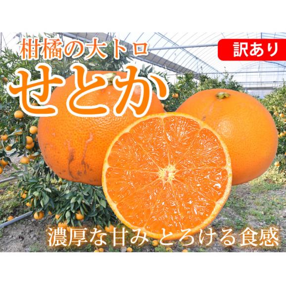 せとか みかん 訳あり 送料無料 2kg 3箱購入で1箱おまけ ハウス栽培 希少品種 熊本県産 せとかみかん 蜜柑 オレンジ 清見 アンコール マーコット02