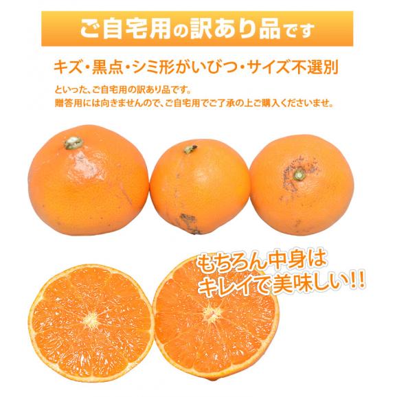 せとか みかん 訳あり 送料無料 2kg 3箱購入で1箱おまけ ハウス栽培 希少品種 熊本県産 せとかみかん 蜜柑 オレンジ 清見 アンコール マーコット06