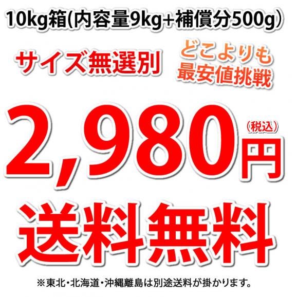 玉ねぎ サラダ玉ねぎ 訳あり 送料無料 10kg 箱込 (内容量9kg+不良補償分500g)  2S〜3L 熊本県産 お取り寄せ お取り寄せグルメ 玉葱 たまねぎ 野菜04
