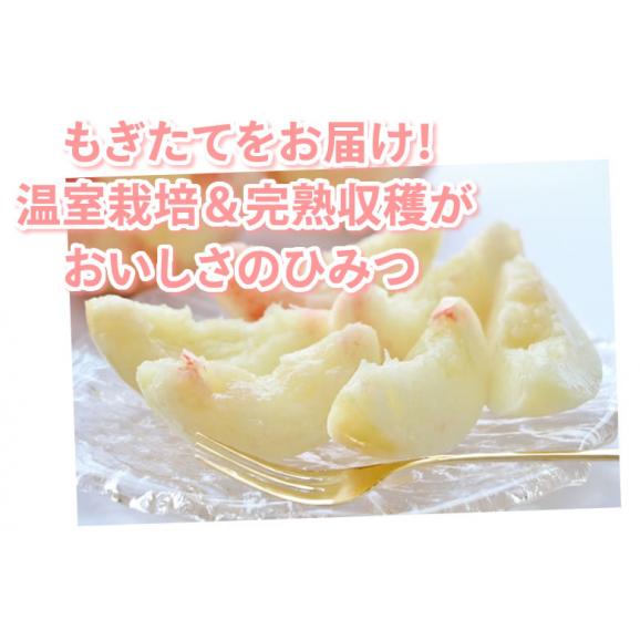 桃 はなよめ 送料無料 秀品 約1kg 5～6玉入り 2箱購入で1箱おまけ クール便でお届け 温室桃 熊本植木産 千代姫 日川白凰 白凰 もも ピーチ フルーツ06