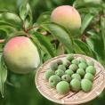 南高梅 梅 送料無料 秀品 1.5kg クール便でお届け 2箱購入で1箱おまけ 熊本県産 最高級品種 ウメ 梅酒 フルーツ