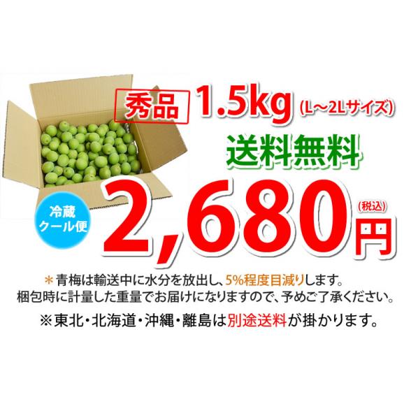 南高梅 梅 送料無料 秀品 1.5kg クール便でお届け 2箱購入で1箱おまけ 熊本県産 最高級品種 ウメ 梅酒 フルーツ04