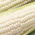 とうもろこし ピュアホワイト 送料無料 約3kg 8〜12本入り 九州産 白いとうもろこし 極甘フルーツコーン スイートコーン 雪の妖精