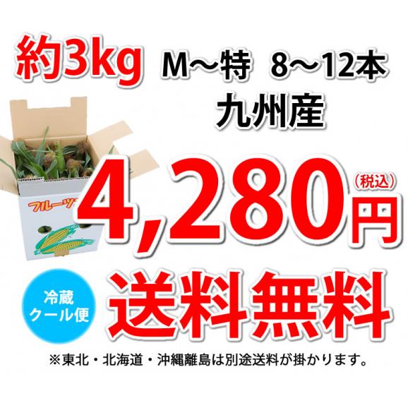 とうもろこし ピュアホワイト 送料無料 約3kg 8〜12本入り 九州産 白いとうもろこし 極甘フルーツコーン スイートコーン 雪の妖精03