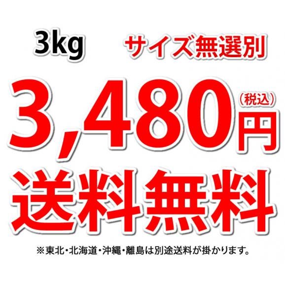 梨 送料無料 訳あり 3kg お取り寄せ 九州産 ナシ 和梨 幸水 豊水 秋月 新高 新興 愛宕04