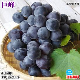 ぶどう 巨峰 約1.2kg（約300g×4パック） 送料無料 福岡・熊本県産 〈クール便でお届け〉きょほう 葡萄 黒ぶどう 藤稔 ピオーネ