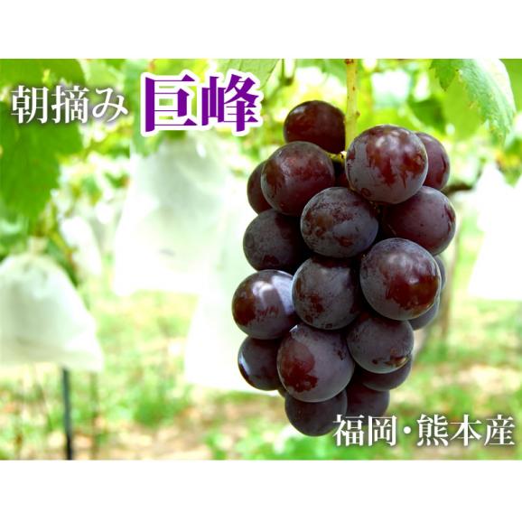 ぶどう 巨峰 約1.2kg（約300g×4パック） 送料無料 福岡・熊本県産 〈クール便でお届け〉きょほう 葡萄 黒ぶどう 藤稔 ピオーネ02