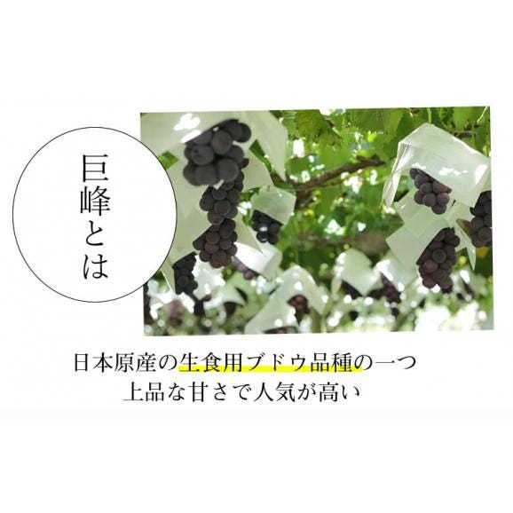 ぶどう 巨峰 約1.2kg（約300g×4パック） 送料無料 福岡・熊本県産 〈クール便でお届け〉きょほう 葡萄 黒ぶどう 藤稔 ピオーネ05