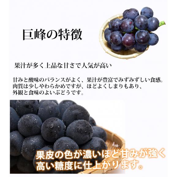 ぶどう 巨峰 約1.2kg（約300g×4パック） 送料無料 福岡・熊本県産 〈クール便でお届け〉きょほう 葡萄 黒ぶどう 藤稔 ピオーネ06