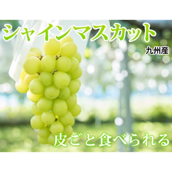 〈クール便でお届け〉 シャインマスカット ぶどう 送料無料 1kg 2〜3房 3箱購入で1箱おまけ 九州産 マスカット 葡萄 ブドウ02