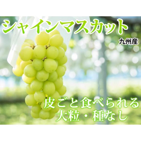 〈クール便でお届け〉 シャインマスカット ぶどう 送料無料 1kg 2〜3房 九州産 マスカット 葡萄 ブドウ02