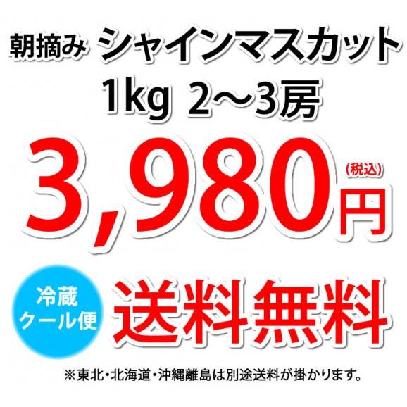 〈クール便でお届け〉 シャインマスカット ぶどう 送料無料 1kg 2〜3房 3箱購入で1箱おまけ 九州産 マスカット 葡萄 ブドウ04