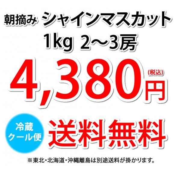 〈クール便でお届け〉 シャインマスカット ぶどう 送料無料 1kg 2〜3房 九州産 マスカット 葡萄 ブドウ04