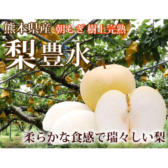 梨 豊水 送料無料 秀品 約3kg 熊本県産 お取り寄せ お取り寄せグルメ フルーツ ナシ なし 幸水 秋月 新高02