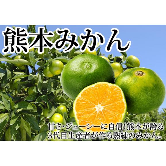 みかん 5kg 熊本みかん 送料無料 秀品 2S～L 3セット購入で1セットおまけ 熊本県産 極早生みかん お取り寄せ 蜜柑 ミカン02