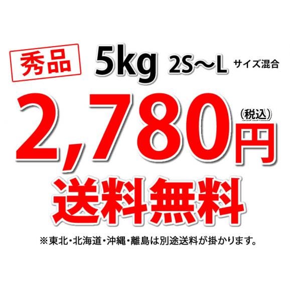 みかん 5kg 熊本みかん 送料無料 秀品 2S～L 3セット購入で1セットおまけ 熊本県産 極早生みかん お取り寄せ 蜜柑 ミカン03