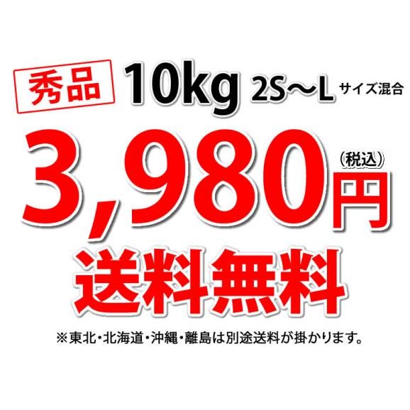 みかん 10kg 熊本みかん 送料無料 秀品 2S〜L 熊本県産 極早生みかん お取り寄せ 蜜柑 ミカン03