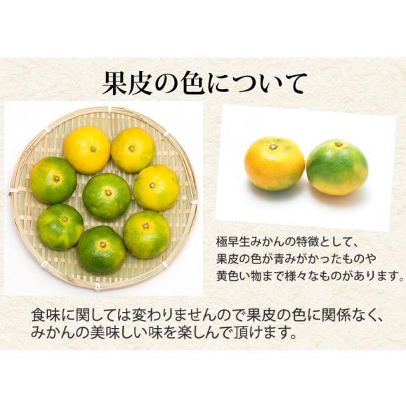 みかん 10kg 熊本みかん 送料無料 秀品 2S〜L 熊本県産 極早生みかん お取り寄せ 蜜柑 ミカン04