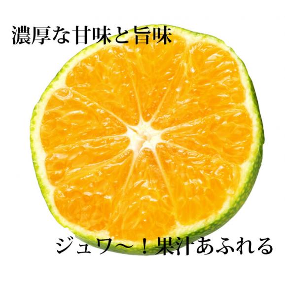 みかん 10kg 熊本みかん 送料無料 秀品 2S〜L 熊本県産 極早生みかん お取り寄せ 蜜柑 ミカン05