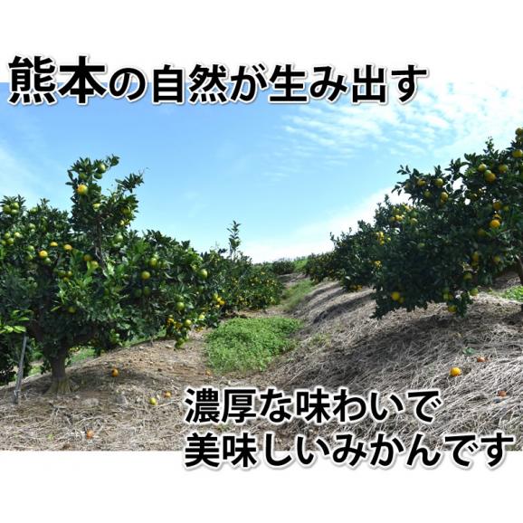 みかん 10kg 熊本みかん 送料無料 秀品 2S〜L 熊本県産 極早生みかん お取り寄せ 蜜柑 ミカン06
