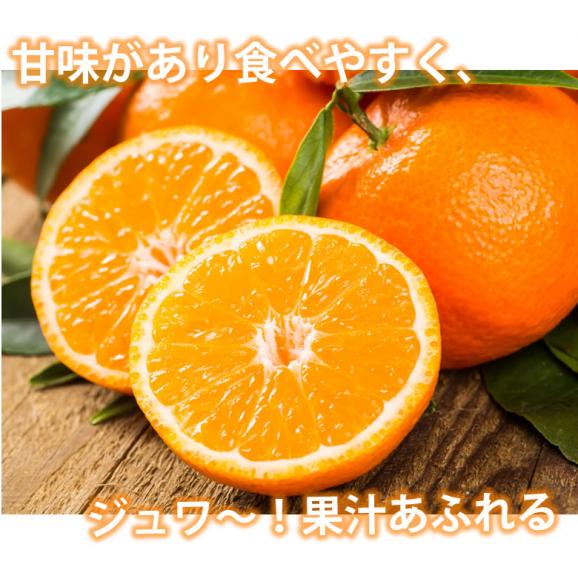 みかん 10kg 送料無料 温州みかん 秀品 熊本県産 蜜柑 ミカン04