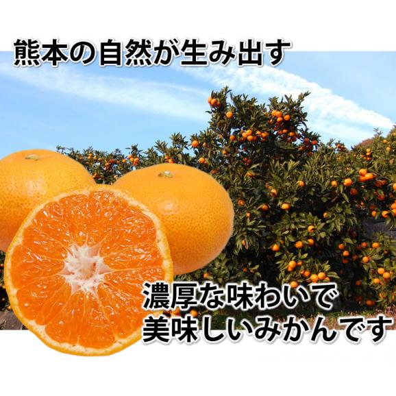 みかん 10kg 送料無料 温州みかん 秀品 熊本県産 蜜柑 ミカン05
