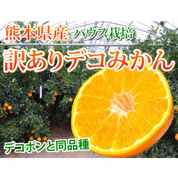 デコポン 同品種 デコみかん 訳あり 送料無料 ハウス栽培 1.5kg 2セット購入で1セットおまけ 3セット購入で3セットおまけ みかん 熊本県産 不知火 ミカン 蜜柑02