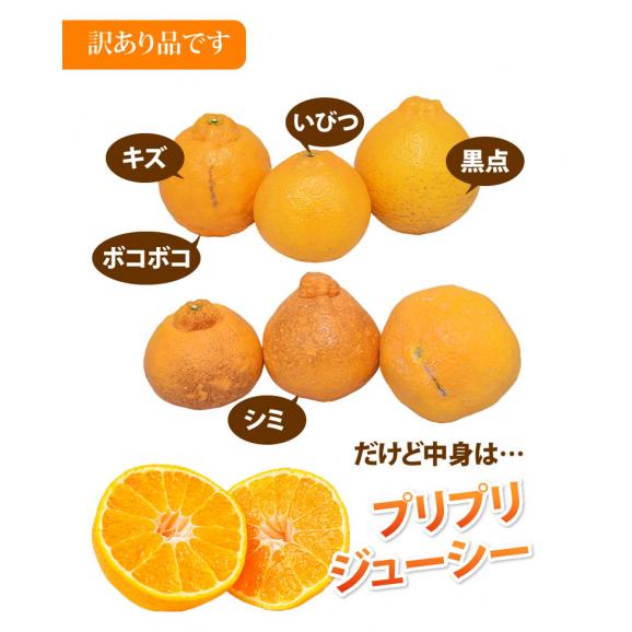 デコポン 同品種 デコみかん 訳あり 送料無料 ハウス栽培 1.5kg 2セット購入で1セットおまけ 3セット購入で3セットおまけ みかん 熊本県産 不知火 ミカン 蜜柑04