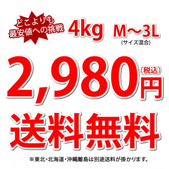 デコポン 同品種 デコみかん 訳あり 送料無料 4kg ハウス栽培 みかん 熊本県産 不知火 ミカン 蜜柑05