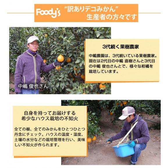 デコポン 同品種 デコみかん 訳あり 送料無料 4kg ハウス栽培 みかん 熊本県産 不知火 ミカン 蜜柑06