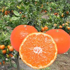 山下紅早生 みかん 幻のみかん 送料無料 秀品 2.5kg 希少品種 熊本県産 3箱購入で1箱おまけ 蜜柑 早生みかん ミカン