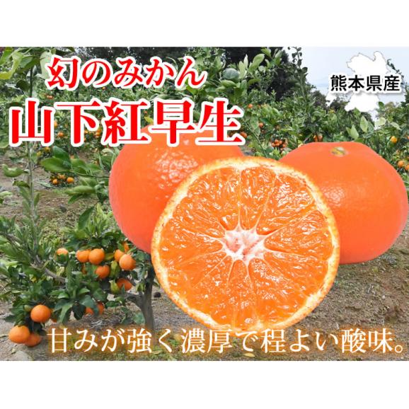 山下紅早生 みかん 幻のみかん 送料無料 秀品 2.5kg 希少品種 熊本県産 3箱購入で1箱おまけ 蜜柑 早生みかん ミカン02