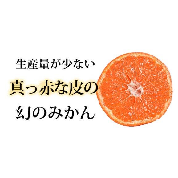 山下紅早生 みかん 幻のみかん 送料無料 秀品 2.5kg 希少品種 熊本県産 3箱購入で1箱おまけ 蜜柑 早生みかん ミカン03